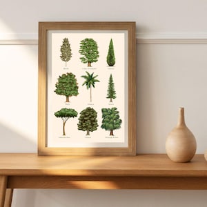 May include: A framed print with illustrations of different types of trees, including birch, cedar of Lebanon, maple, umbrella pine, walnut, weeping willow, and more. Each tree is labeled with its name.