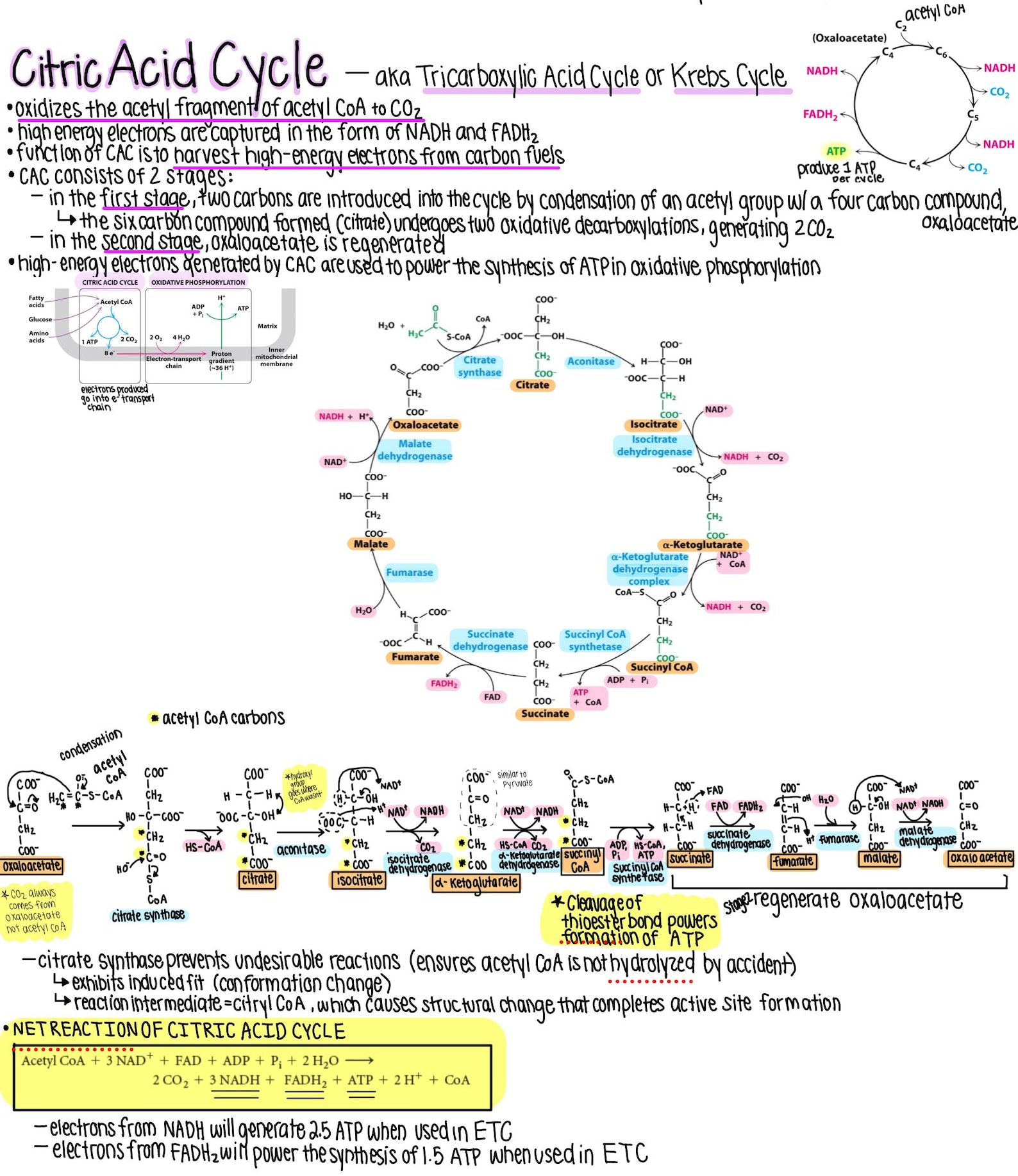 Acetyl Coa, Citic Acid Cycle and Electron Transport Chain Notes - Etsy