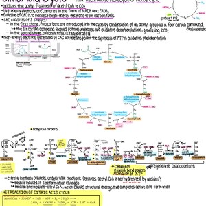 Acetyl CoA, Citic Acid Cycle and Electron Transport Chain Notes
