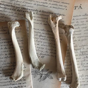 Canidae specie leg bones Vulture culture Cottagecore aesthetic Crowcore Taxidermy Ossa animali Pagan altar Oddities and curiosities