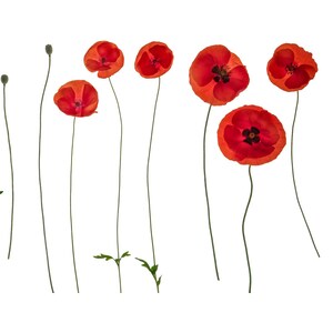 Coquelicots des champs - photographies originales haute résolution isolés fichiers numériques clip art PNG à télécharger. Usage personnel et commercial.
