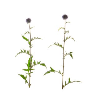 Echinops (globe distel) - twee originele fotografie hoge resolutie geïsoleerde PNG-illustraties digitale digitale bestanden die je kunt downloaden.