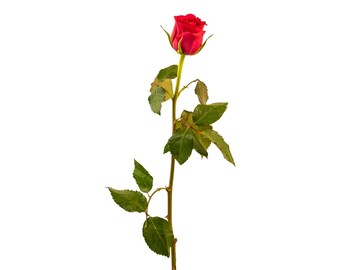 Red Rose PNG Clip Art, Floral Photography (Digital Download)