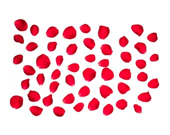 Red Roses (petals and flowers)  PNG Clip Art – Original Photography (Digital Download)