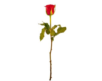 Red Rose Photography – Original PNG Clip Art (Digital Download)