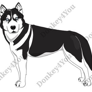 Husky Zeichnung / Illustration / Umrisszeichnung / Malvorlage