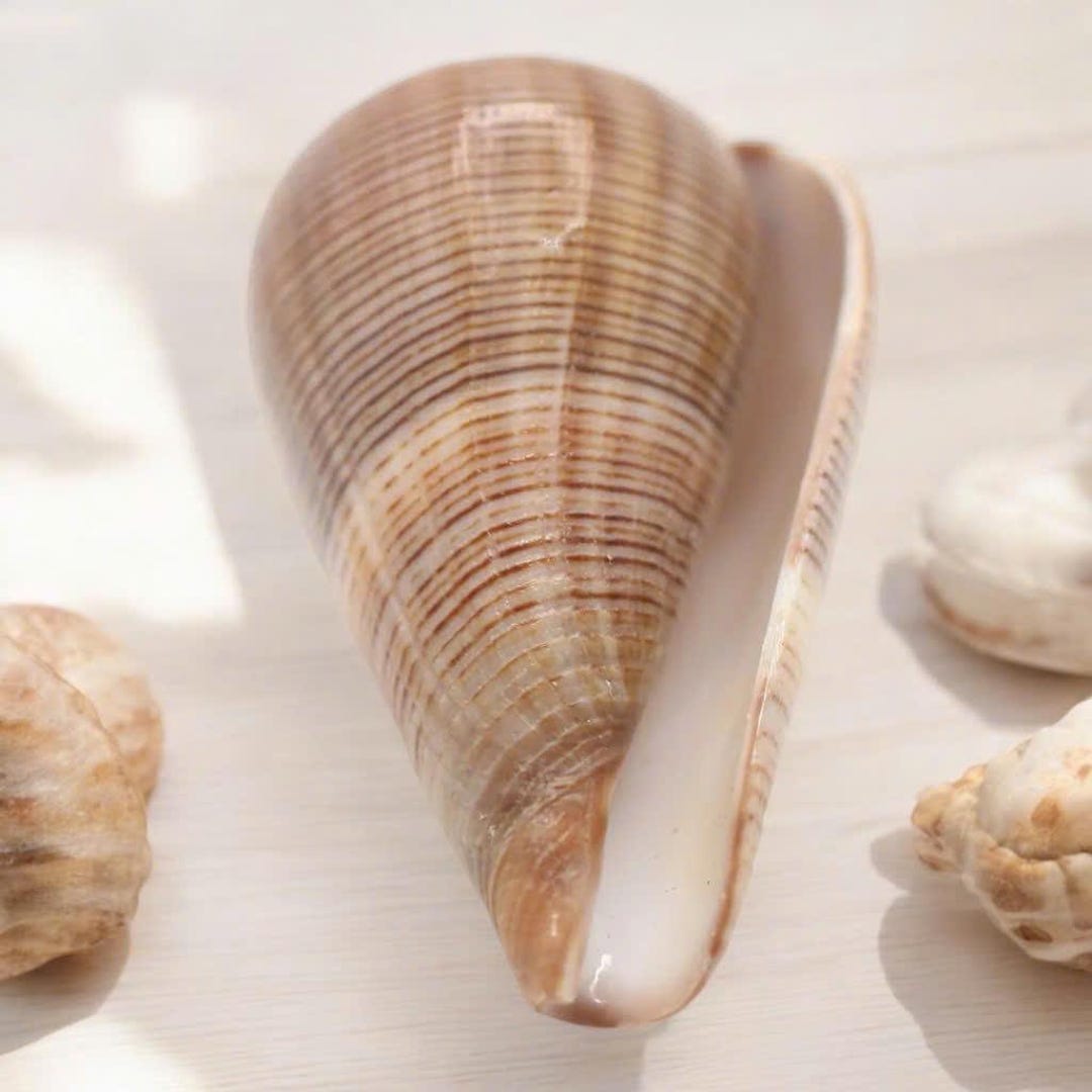 Big Size Rare Cone Shell Conus Loroisii Shell, Rare Seashells, Gems of ...