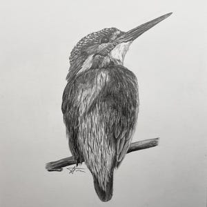 Kingfisher original graphite pencil art drawing of a Common Kingfisher (Alcedo atthis)