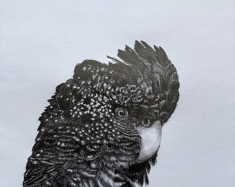 Schwarzer Kakadu – Originalzeichnung (Graphit)