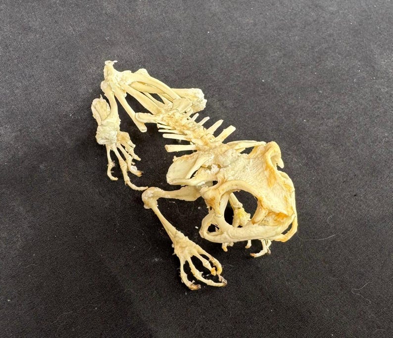 Real Taxidermy Asian Common Toad Skeleton anura Limnonectes Frog - Etsy