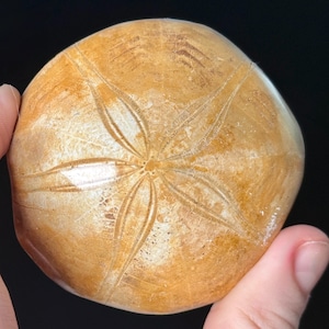 May include: A tan, rounded sand dollar with a star-like pattern radiating from the center. The fossilized sea creature has a smooth, slightly textured surface and is held in a person's hand against a dark background.