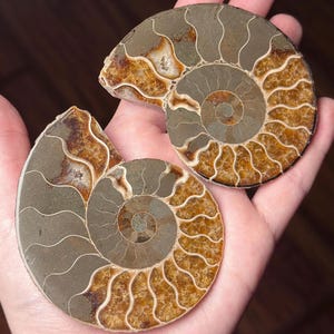 May include: Two polished ammonite fossils, showcasing intricate spiral patterns and natural color variations. The fossils display shades of brown, tan, and gray, with visible internal chambers. The specimens are held in a hand, highlighting their size and detail.