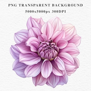 Pink Dahlia Floral Clipart: Spring Flowers PNG, High Resolution (Digital Download)