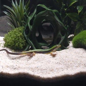 May include: A glass terrarium with a sandy substrate, decorative plants, and a green and yellow lizard. The habitat includes a wooden tunnel and green moss accents, creating a naturalistic environment for reptiles.