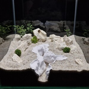 May include: A clear glass aquarium with a sandy bottom, white rocks, and small green plants. The tank is filled with sand and decorative elements, creating a miniature landscape. The aquarium is set on a dark wooden surface.