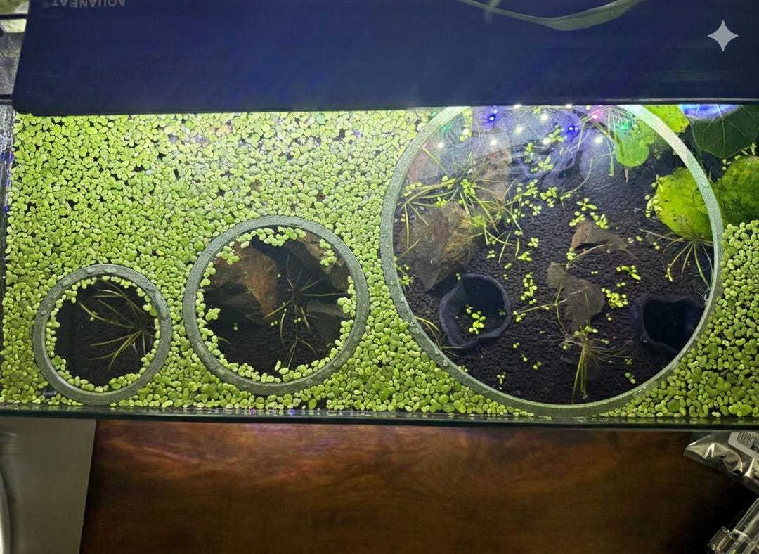 Floating Feeding Rings for Aquariums — Duckweed Barrier Rings — Keep ...