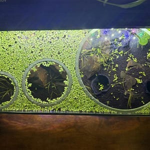 May include: An aquarium with three circular viewing windows. The tank is filled with small green plants, with larger plants and dark substrate visible in the windows. The top of the tank is black, and the bottom is a dark wood.