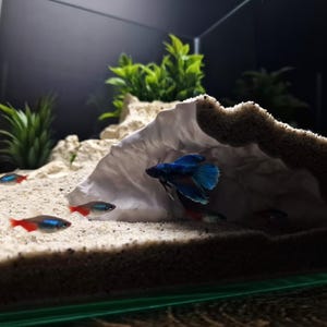 May include: An aquarium scene featuring a blue betta fish with flowing fins, and several small fish with red and blue markings. The tank includes a white cave structure, sand substrate, and green plants.