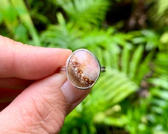 Hawaiian Cowrie Shell Sterling Silver Ring Size 6.75