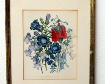 antique french colored print flowers D 982
