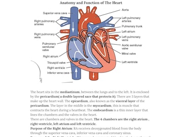 Guía de estudio de evaluación cardíaca y ritmos del electrocardiograma para estudiantes de terapia respiratoria