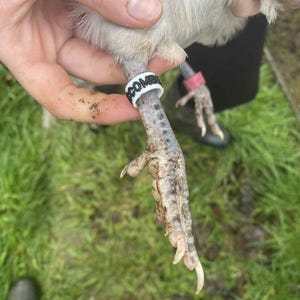 May include: Close-up of a chicken's leg with a white band that says "COMB" on it. The chicken's leg is gray and has sharp claws. The background is green grass.