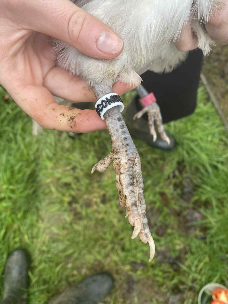 May include: Close-up of a chicken's leg with a white band that says "COMB" on it. The chicken's leg is gray and has sharp claws. The background is green grass.