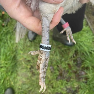 May include: Close-up of a bird's leg with a white band that reads "COMBE". The leg is gray with dark spots and the foot has sharp claws. A pink band is on the other leg. The background is green grass.