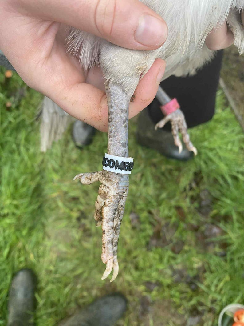 May include: Close-up of a bird's leg with a white band that reads "COMBE". The leg is gray with dark spots and the foot has sharp claws. A pink band is on the other leg. The background is green grass.
