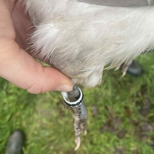 May include: Close-up of a bird's leg with a white and black band around it. The bird's leg is gray and has sharp claws. The bird's feathers are white and gray.