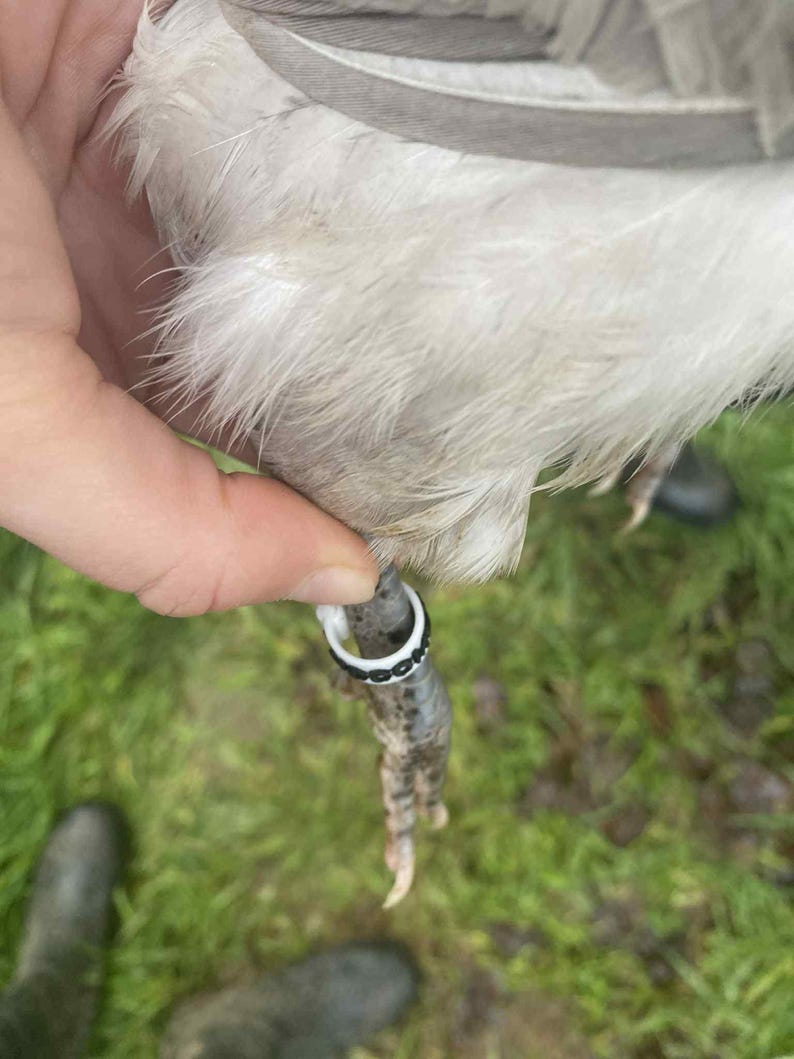 May include: Close-up of a bird's leg with a white and black band around it. The bird's leg is gray and has sharp claws. The bird's feathers are white and gray.