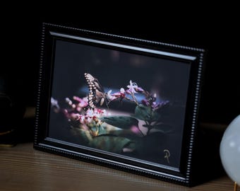 Butterfly Photography, Nature Wall Art, Dark Academia, Curiosity Art, 5% Donation every sale