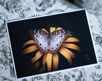 Butterfly Original Fine Art Photography