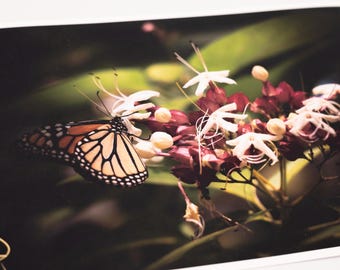 Butterfly Photography, Nature Wall Art, Dark Academia, Curiosity Art, Donation for every sale!