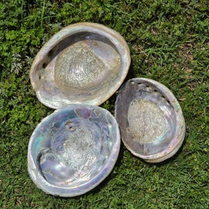 May include: Three iridescent abalone shells with a pearlescent sheen are arranged on green grass. The shells display a range of colors, including blues, purples, and silver, with textured inner surfaces.