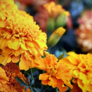 May include: Close-up of vibrant yellow marigold flowers in full bloom. The flowers have a delicate, ruffled texture and are arranged in a cluster.