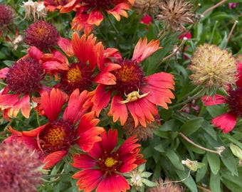 100+ Organic Blanket Flower Seeds