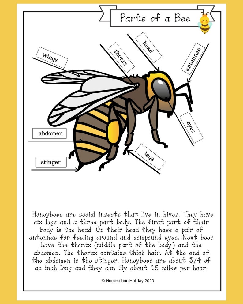 Bees Flowers & Pollination Printable Curriculum Lessons Etsy