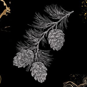 May include: A white line drawing of a pine branch with three pine cones on a black background. Gold accents are in the corners. The illustration is suitable for nature-themed designs.