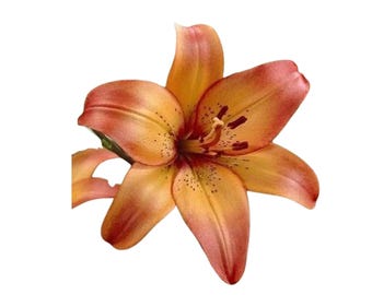 Bulbos de lirio asiático de varios colores, importados, para jardín y exterior (2 unidades), hierbas aromáticas orgánicas.