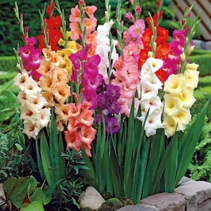 Gladiolus Flowering Bulbs (Multicolor, 7 Bulbs), Fragrant Flower Bulbs for Home Gardening, Bulbs for Indoor Home Decor, Organic Spice Herbs