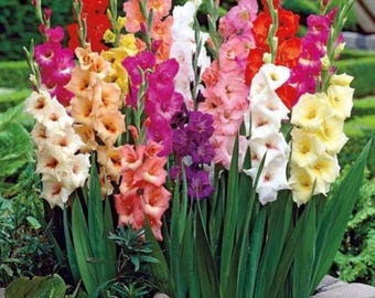 Bulbos de gladiolos (multicolor, 7 bulbos), bulbos aromáticos para jardinería doméstica, bulbos para decoración de interiores, hierbas aromáticas orgánicas