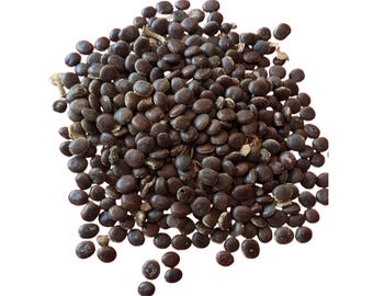 アカシア種子 500粒+ ac500 アカシア種子 500粒+ ac500 【公式通販】