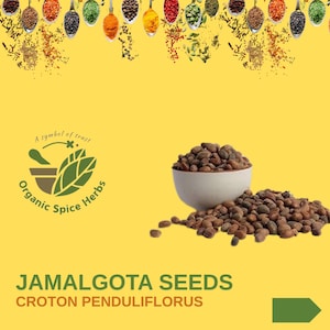 Pendoliflurous Croton-zaad, Jamalghota-poeder, Jamalgota-zaad, Aworoso-zaad, Croton Tiglium, Habbatul Muluk, Jamalgota, Biologische Kruiden