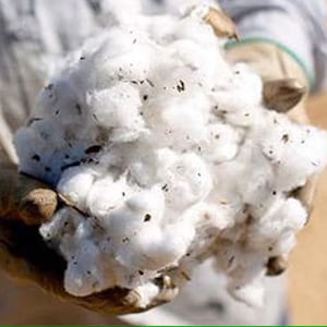 May include: A close-up of a handful of white cotton bolls, showing the fluffy texture and small black seeds.