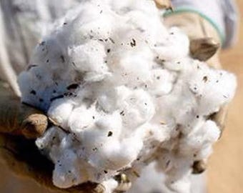 Desi Cotton, Raw Cotton, Cotton for Puja and Craft Purpose, Unprocessed Cotton for Making Wicks, Organic Cotton, Cotton, Organic Spice Herbs