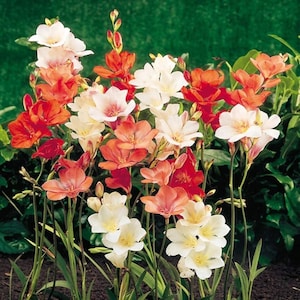 Tritonia Flower Bulbs, Tritonia Flower Mix Colour, Tritonia Flower Pack Of 10 Bulbs, Organic Spice Herbs