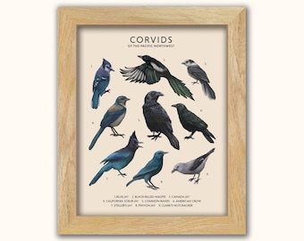 Könnte beinhalten: Ein gerahmter Druck mit Illustrationen verschiedener Rabenvogelarten, darunter Blauracken und Raben, mit dem Titel "Corvids of the Pacific Northwest". Der Druck enthält die Namen jeder Vogelart. Der Rahmen besteht aus hellem Holz.