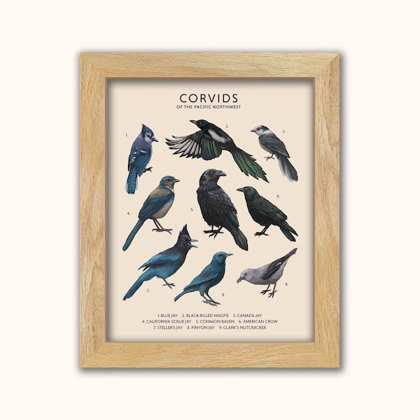 Rabenvögel des pazifischen Nordwestens - Fine Art Naturwissenschaftliche Vogelbeobachtende Illustration