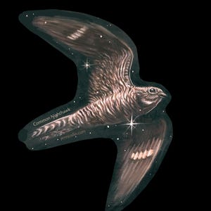 May include: Illustration of a Common Nighthawk in flight against a black background. The bird is depicted with brown and white feathers, with a starry night sky effect. Text on the image reads "Common Nighthawk" and "jennjoslin.com".